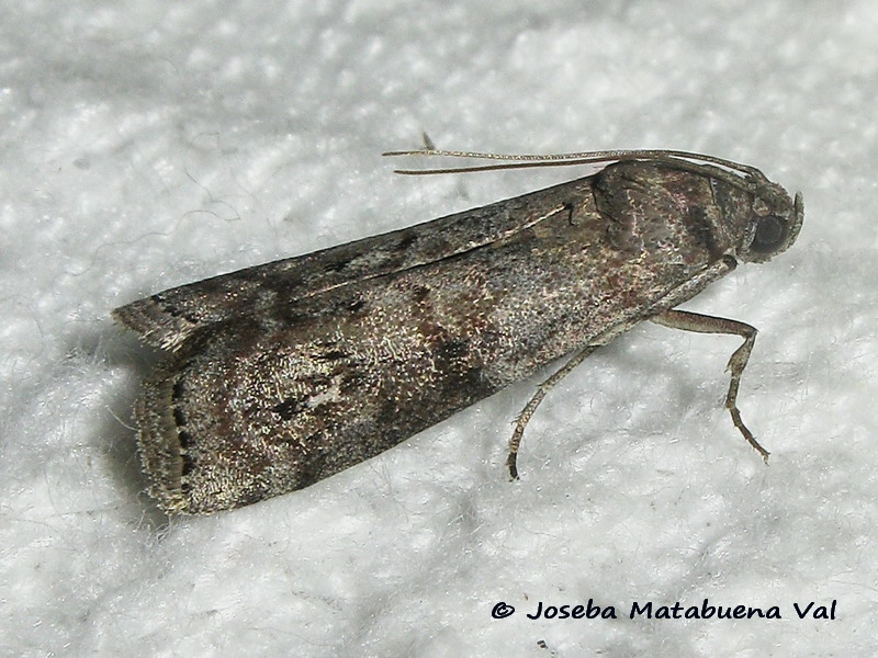 Pyralidae da id - Episcythrastis tabidella (cfr.)